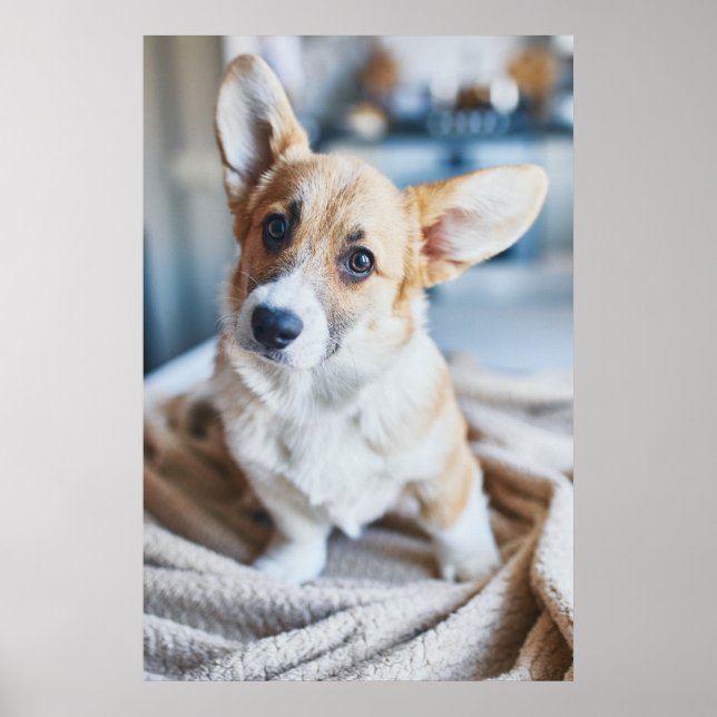 Niedliche Kleintiere | Corgi Head Tilt Poster (Vorne)