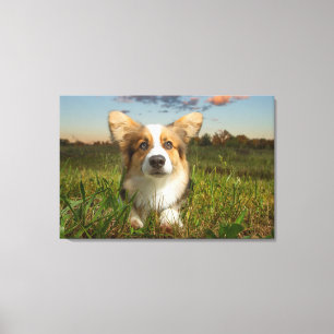 Niedliche Kleintiere Corgi in Cloudy Yard Leinwanddruck