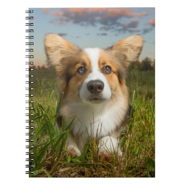 Niedliche Kleintiere | Corgi in Cloudy Yard Notizblock (Vorderseite)