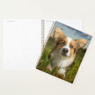 Niedliche Kleintiere Corgi in Cloudy Yard Planer