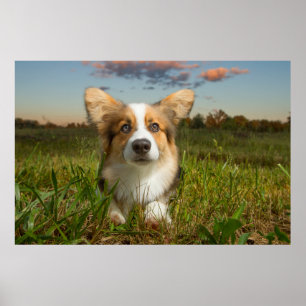Niedliche Kleintiere Corgi in Cloudy Yard Poster
