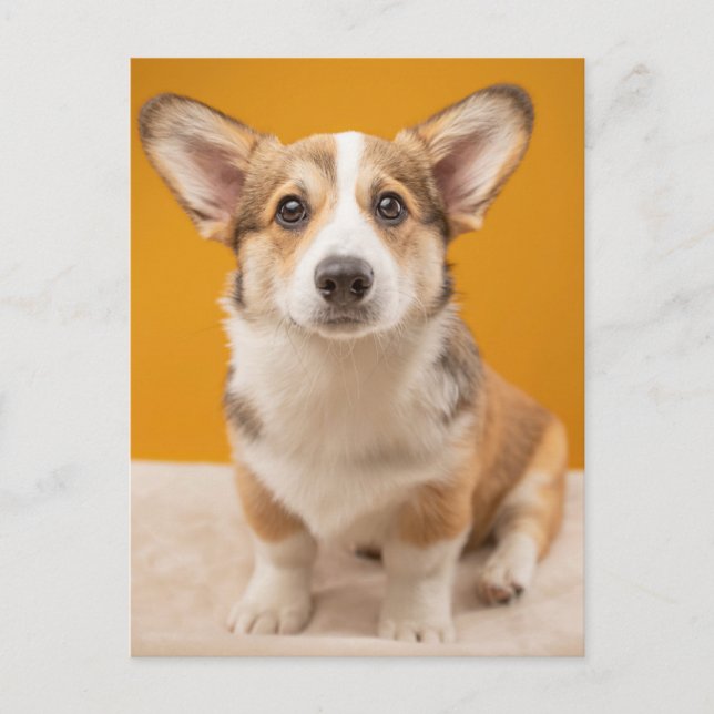 Niedliche Kleintiere | Corgi Portrait auf Orange Postkarte (Vorderseite)
