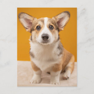 Niedliche Kleintiere Corgi Portrait auf Orange Postkarte