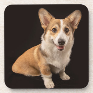 Niedliche Kleintiere Corgi-Portrait auf Schwarz Getränkeuntersetzer