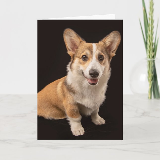 Niedliche Kleintiere | Corgi-Portrait auf Schwarz Karte (Vorderseite)