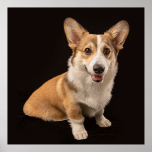 Niedliche Kleintiere Corgi-Portrait auf Schwarz Poster
