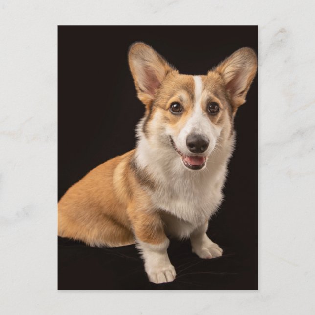 Niedliche Kleintiere | Corgi-Portrait auf Schwarz Postkarte (Vorderseite)