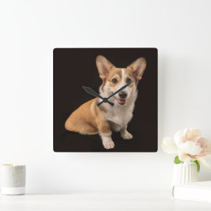 Niedliche Kleintiere   Corgi-Portrait auf Schwarz Quadratische Wanduhr