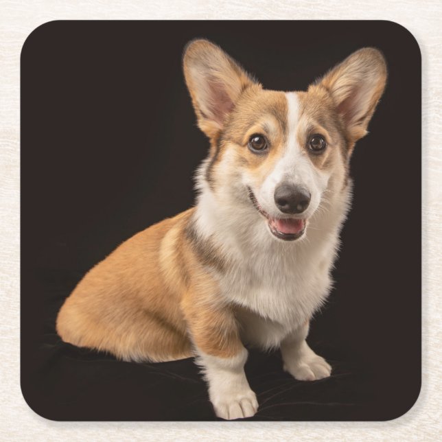 Niedliche Kleintiere | Corgi-Portrait auf Schwarz Rechteckiger Pappuntersetzer (Vorderseite)