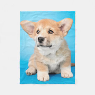 Niedliche Kleintiere   Corgi Puppy auf blau Fleecedecke
