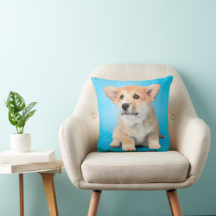 Niedliche Kleintiere   Corgi Puppy auf blau Kissen