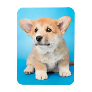 Niedliche Kleintiere Corgi Puppy auf blau Magnet