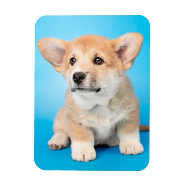 Niedliche Kleintiere | Corgi Puppy auf blau Magnet (Vertikal)