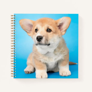 Niedliche Kleintiere   Corgi Puppy auf blau Notizbuch