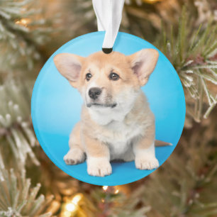 Niedliche Kleintiere   Corgi Puppy auf blau Ornament