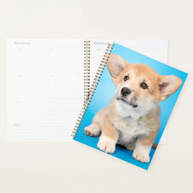 Niedliche Kleintiere | Corgi Puppy auf blau Planer (Anzeige)