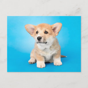 Niedliche Kleintiere Corgi Puppy auf blau Postkarte