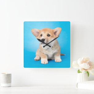 Niedliche Kleintiere   Corgi Puppy auf blau Quadratische Wanduhr