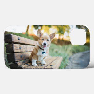 Niedliche Kleintiere Corgi Puppy auf einer Parkb Case-Mate iPhone Hülle