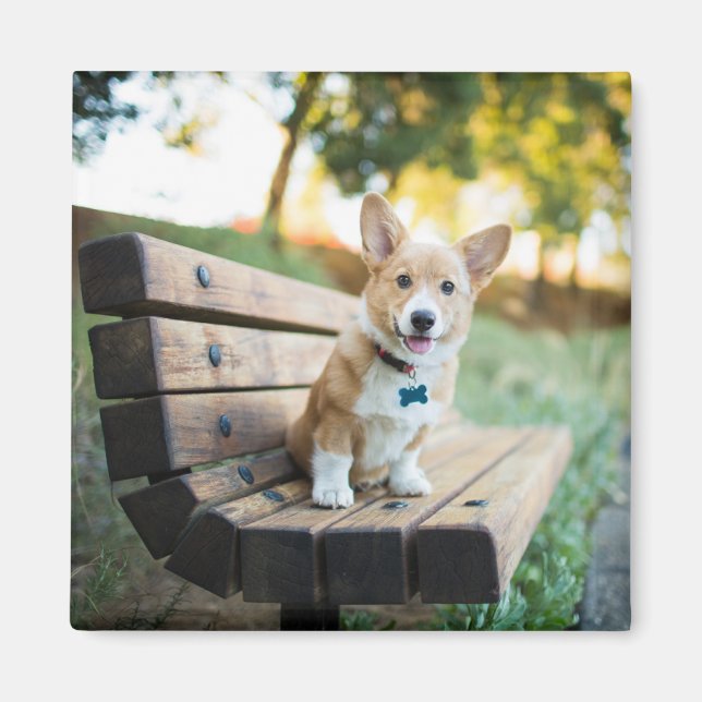 Niedliche Kleintiere | Corgi Puppy auf einer Parkb Magnet (Vorne)