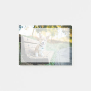 Niedliche Kleintiere   Corgi Puppy auf einer Parkb Post-it Klebezettel