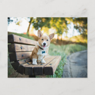 Niedliche Kleintiere   Corgi Puppy auf einer Parkb Postkarte