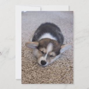 Niedliche Kleintiere Corgi Puppy auf Shag Rug Dankeskarte