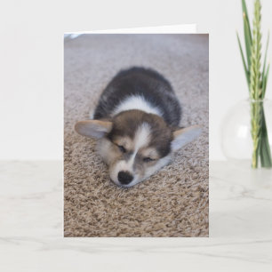 Niedliche Kleintiere   Corgi Puppy auf Shag Rug Karte