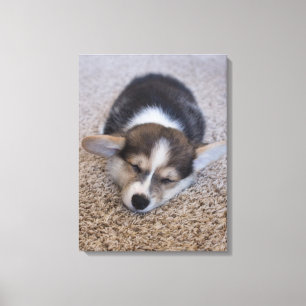 Niedliche Kleintiere   Corgi Puppy auf Shag Rug Leinwanddruck