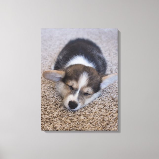 Niedliche Kleintiere | Corgi Puppy auf Shag Rug Leinwanddruck (Vorderseite)