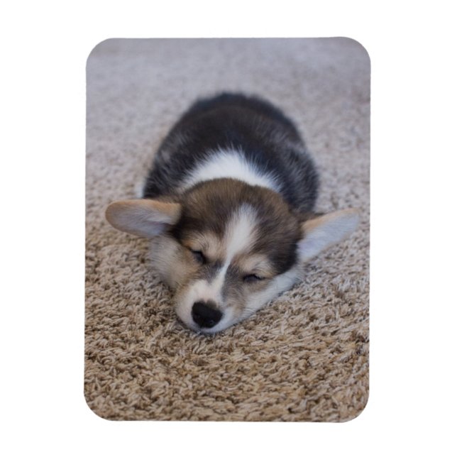 Niedliche Kleintiere | Corgi Puppy auf Shag Rug Magnet (Vertikal)