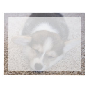 Niedliche Kleintiere   Corgi Puppy auf Shag Rug Notizblock