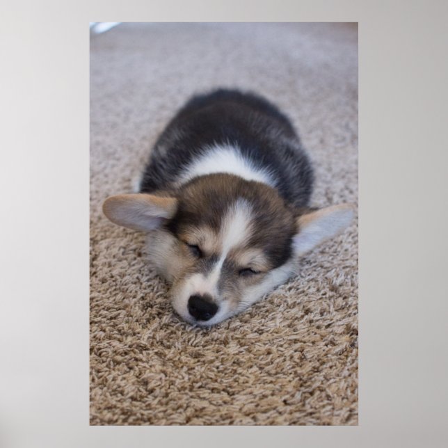 Niedliche Kleintiere | Corgi Puppy auf Shag Rug Poster (Vorne)