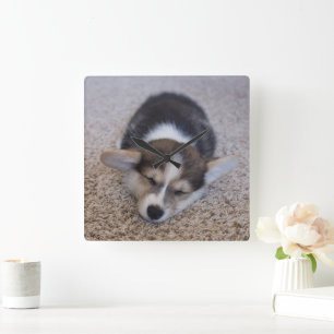 Niedliche Kleintiere   Corgi Puppy auf Shag Rug Quadratische Wanduhr