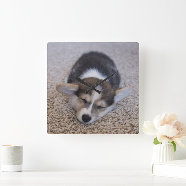 Niedliche Kleintiere | Corgi Puppy auf Shag Rug Quadratische Wanduhr (Zuhause)