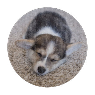 Niedliche Kleintiere   Corgi Puppy auf Shag Rug Schneidebrett