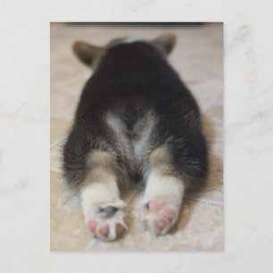 Niedliche Kleintiere Corgi Puppy Behind Postkarte
