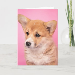 Niedliche Kleintiere   Corgi Puppy in Pink Karte