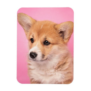 Niedliche Kleintiere   Corgi Puppy in Pink Magnet
