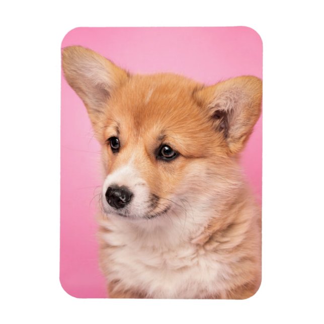 Niedliche Kleintiere | Corgi Puppy in Pink Magnet (Vertikal)