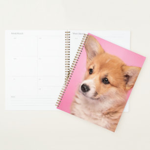 Niedliche Kleintiere   Corgi Puppy in Pink Planer