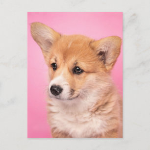 Niedliche Kleintiere Corgi Puppy in Pink Postkarte