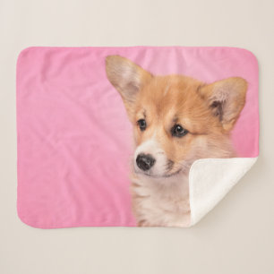 Niedliche Kleintiere   Corgi Puppy in Pink Sherpadecke