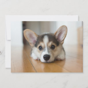 Niedliche Kleintiere   Corgi Puppy Looking Dankeskarte