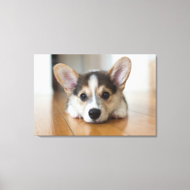 Niedliche Kleintiere | Corgi Puppy Looking Leinwanddruck (Vorderseite)