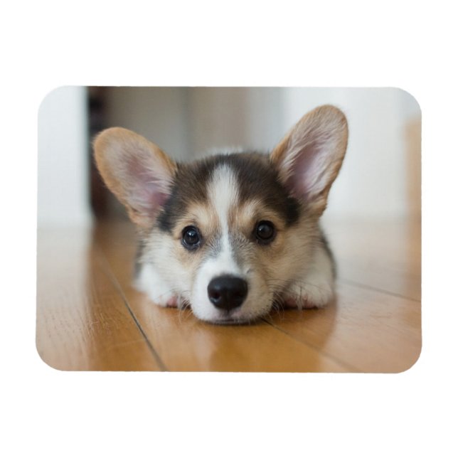 Niedliche Kleintiere | Corgi Puppy Looking Magnet (Horizontal)