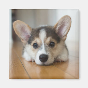 Niedliche Kleintiere   Corgi Puppy Looking Magnet