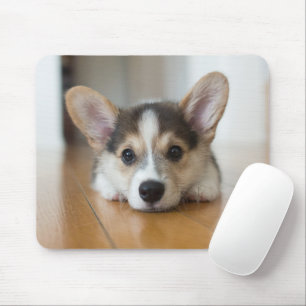 Niedliche Kleintiere   Corgi Puppy Looking Mousepad