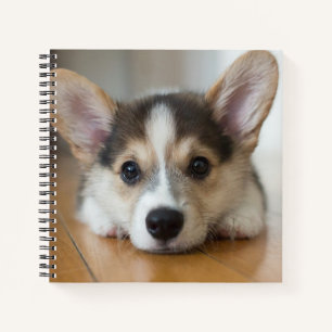 Niedliche Kleintiere   Corgi Puppy Looking Notizbuch
