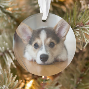 Niedliche Kleintiere   Corgi Puppy Looking Ornament